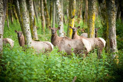 Northwest Trek Wildlife Park | Visit Rainier