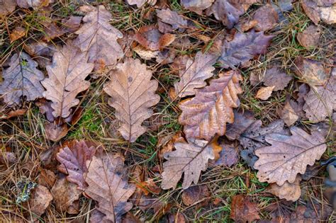 Hojas Mojadas De Un Roble Que Miente En Una Trayectoria De Bosque Hojas