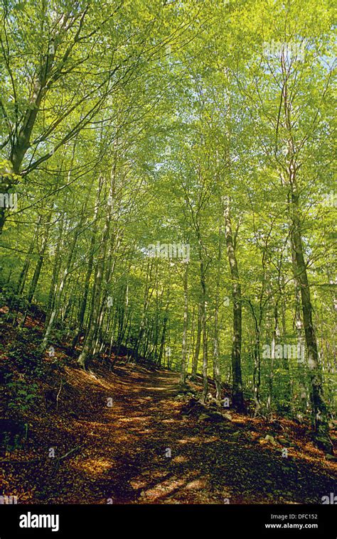 Las Hayas Fagus Sylvatica En Primavera El Parque Natural Del