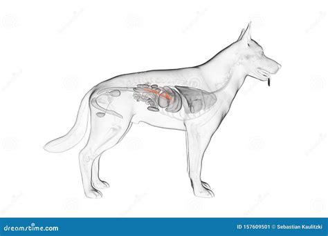 The Canine Pancreas Stock Illustration Illustration Of Organs 157609501