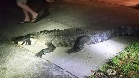 Buaya Sepanjang Tiga Meter Ditemukan Berkeliaran Di Dapur Bbc News