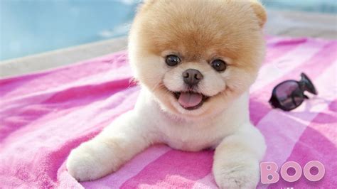 Animals dogs worlds pets pomeranian boo wallpaper | (35282)