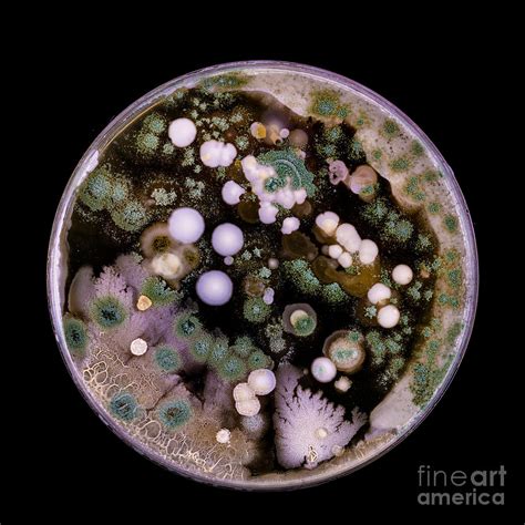 Bacteria And Fungi Cultured On Petri Dish 3 Photograph By Wladimir