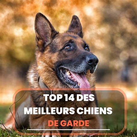 Top Des Meilleurs Chiens De Garde Chien Conseils