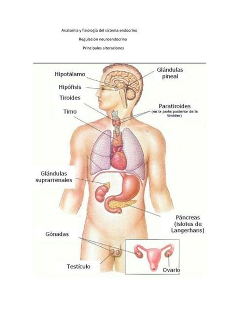 Anatomia y fisiología del sistema endocrino Aura Ester Peréz Rada uDocz