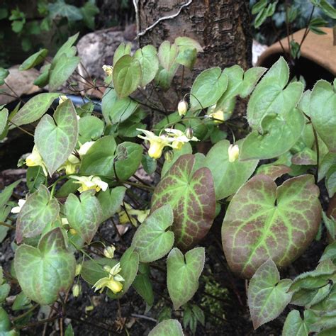 E Is For Epimedium Or Horny Goat Weed A To Z Of Gardens The Small Gardener