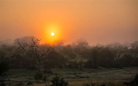 Sabi Sands Game Reserve, South Africa - An Honest Safari Guide