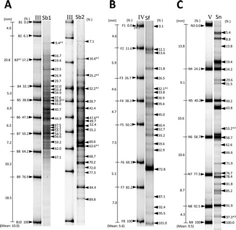 Loading images of marker DNA and sample DNA. A, B, and C indicate... | Download Scientific Diagram