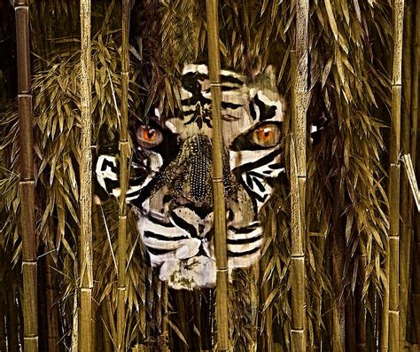 Bamboo Tiger Photograph By Nick Eagles Fine Art America