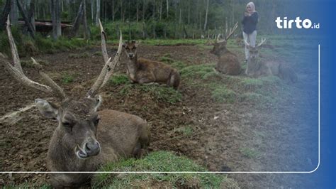 Apa Itu Edelweis Rawa Ranca Upas Yang Rusak Karena Event Trail