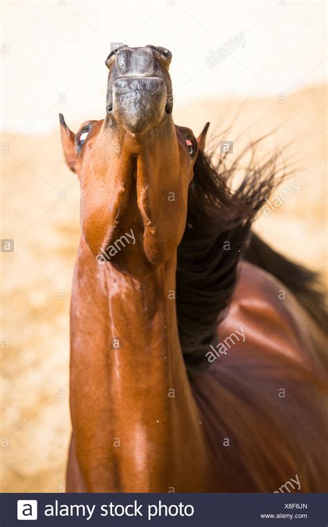 Horse Head And Funny Stock Photos & Horse Head And Funny Stock Images ...