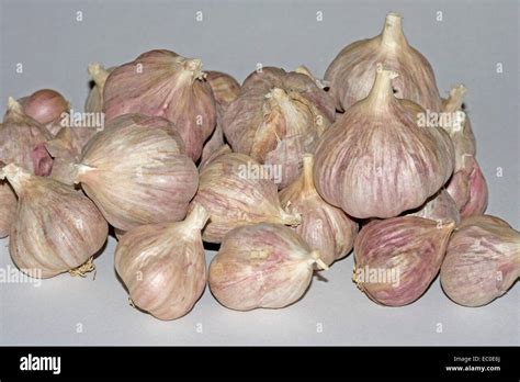 Cluster Of Freshly Harvested Bulbs Of Red Italian Garlic Allium