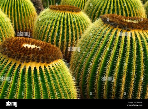 Cactaceae kaktus Fotos und Bildmaterial in hoher Auflösung Alamy