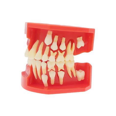 Buy Dentalmall Teeth Typodonts Dental Model Teeth Eruption