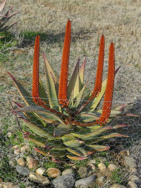 Aloes Plant Care And Collection Of Varieties