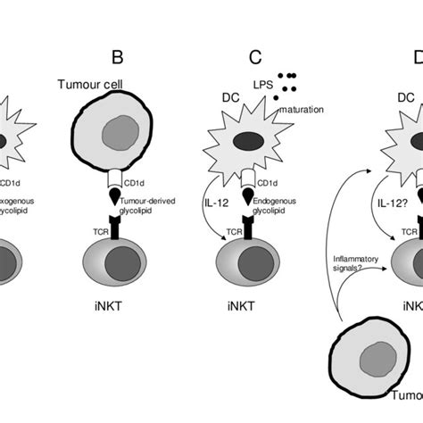 Human Inkt Cell Mediated Nk Cell Activation Correlates With Ifn γ Download Scientific Diagram