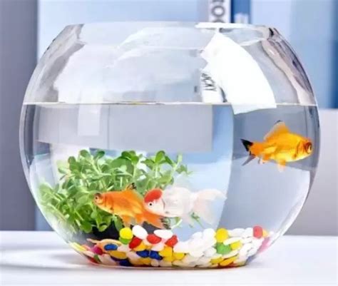 Goblet Fish Bowl Round Ends Aquarium Tank