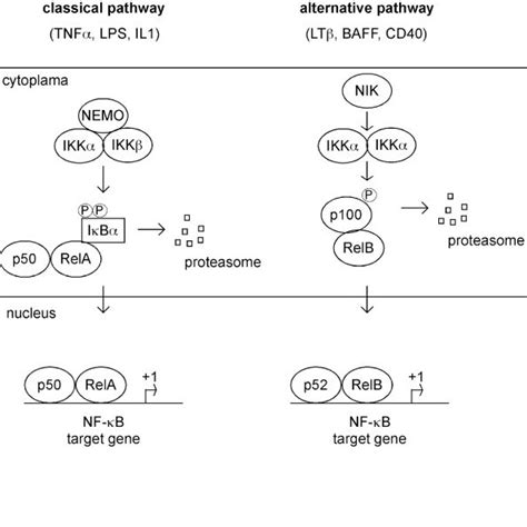 Representation Of The Two Nf κb Signaling Pathways Classical Signaling