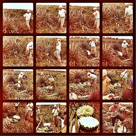 Me My Drinks And I Tequila Production Process