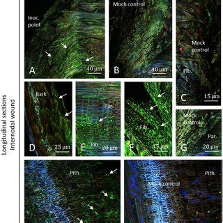 Observation of internodal longitudinal sections of Cabernet Sauvignon... | Download Scientific ...