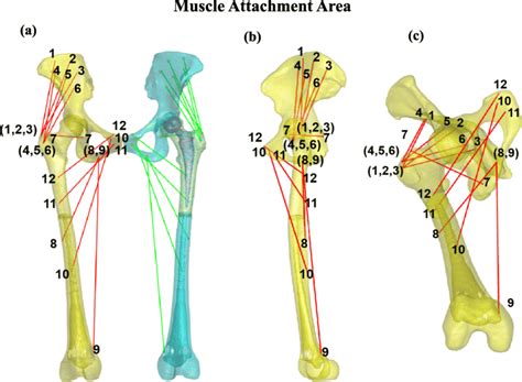 Hip Abductor Muscles Diagram - Anatomy Of The Hamstring Muscles - The ...