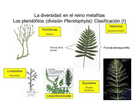 Aprovechar Apenas Comenzar Las Plantas Caracteristicas Y Clasificacion