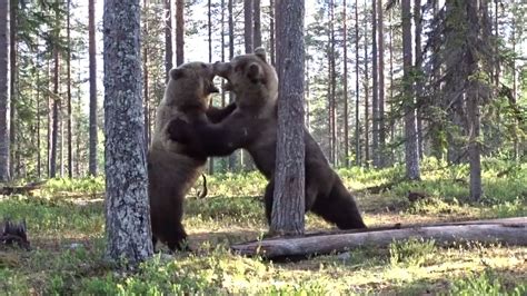 Photographer captures two bears fighting from just a few feet away