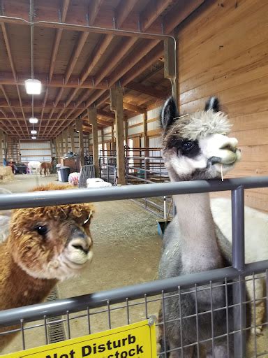 Livestock Breeder Alpacas At Marquam Hill Ranch Reviews And Photos