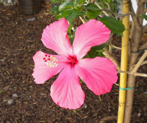 Banco de imagens Flor plantar folha flor pétala botânica Rosa