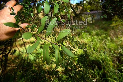Rare endangered endemic Alepis flavida mistletoe plant growing on Black ...