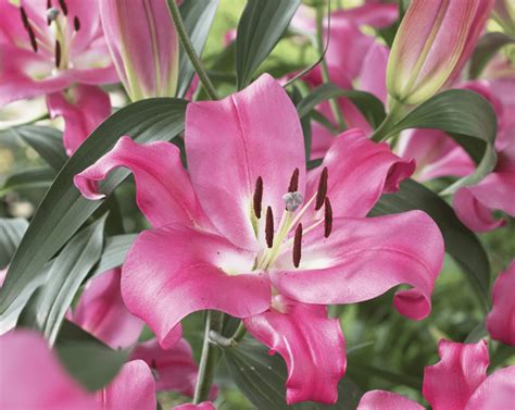 Everything you need to know about different types of Lilium — Hadeco.co.za