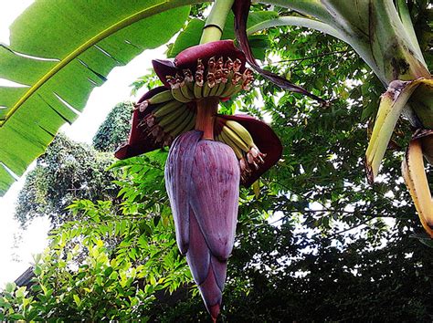 Powerful Health Benefits Of The Banana Flower