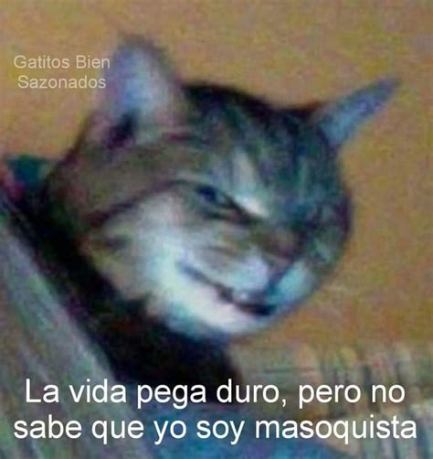 Meme Gato Meme Subido Por Holaqtalbien Memedroid