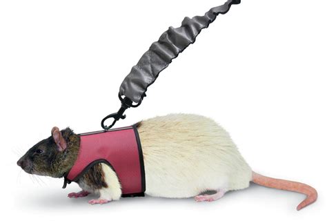 Rat: Rat Harness