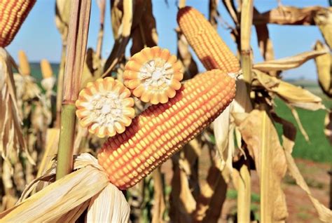 Morgan Sementes Impulsiona A Agricultura Paraguaia Gazeta Do Campo