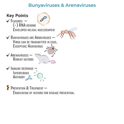 Immunology / Microbiology Glossary: Arenaviruses | ditki medical ...