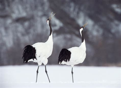 Red Crowned Cranes Grus Japonensis In By Art Wolfe