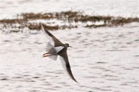 Common Redshank | Bird⋅The⋅Rock