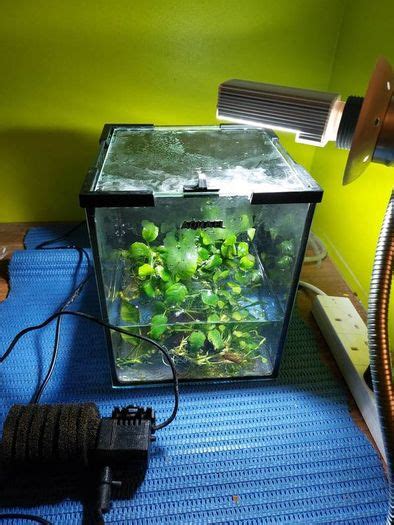 Fish Tank With Plants For Sale in Claregalway, Galway from zeb1406