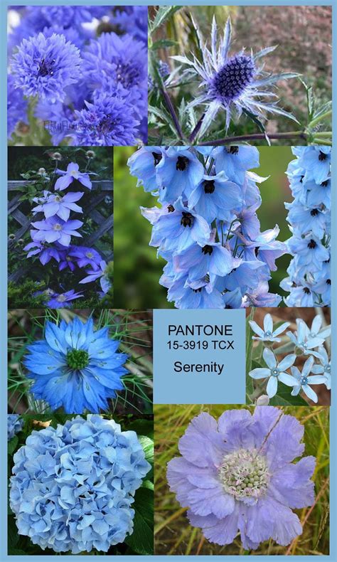 Serenity Blue Flowers From Top Left Corner Clockwise Cornflowers Eryngium Blue Flower