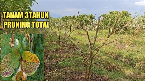 Pruning Total Jambu Kristal Usia Tahun Youtube