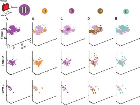 Functional Ultrasound Imaging Reveals D Structure Of Orientation