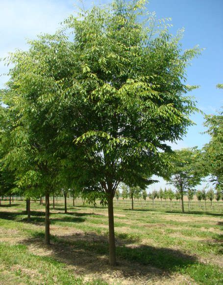 Zelkova serrata ‘Green Vase’ - Moon Nurseries