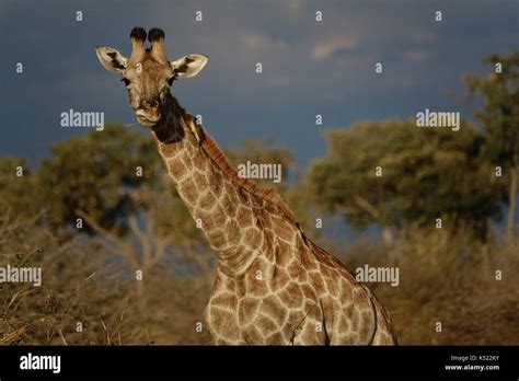 Giraffe Eyes Hi Res Stock Photography And Images Alamy