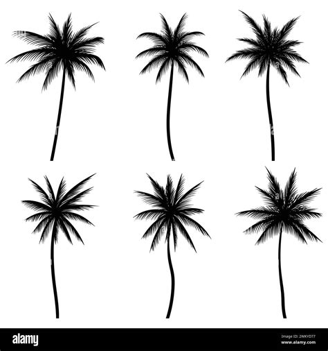 Single Coconut Tree Stock Vector Images Alamy