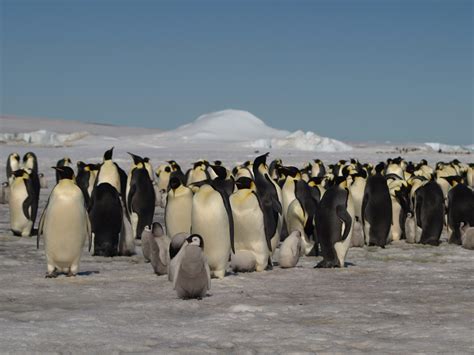 Climate Change Risk To Emperor Penguins British Antarctic Survey