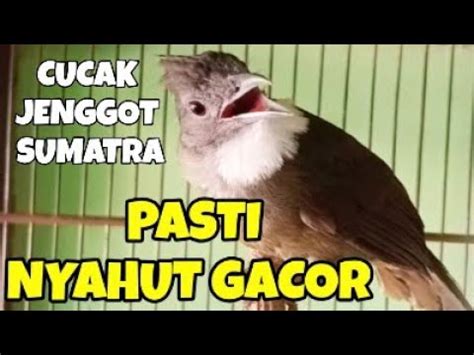 Cucak Jenggot Sumatra Gacor Memanggil Lawan Ampuh Buat Pancingan Dan