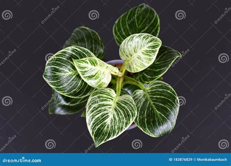 Top View Of Tropical `philodendron Birkin` House Plant With Beautiful