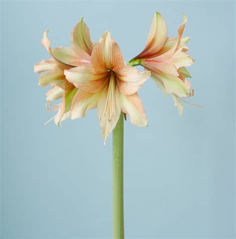 Single Flowered Amaryllis I P