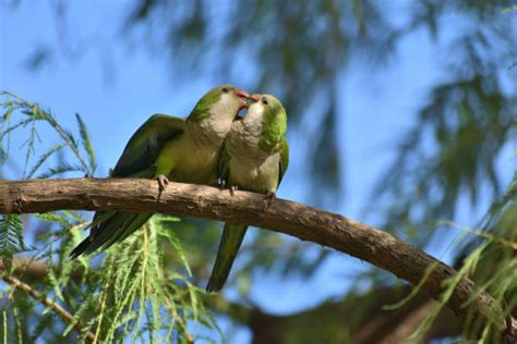 40+ Pair Of Parrot Birds Kissing Stock Photos, Pictures & Royalty-Free ...